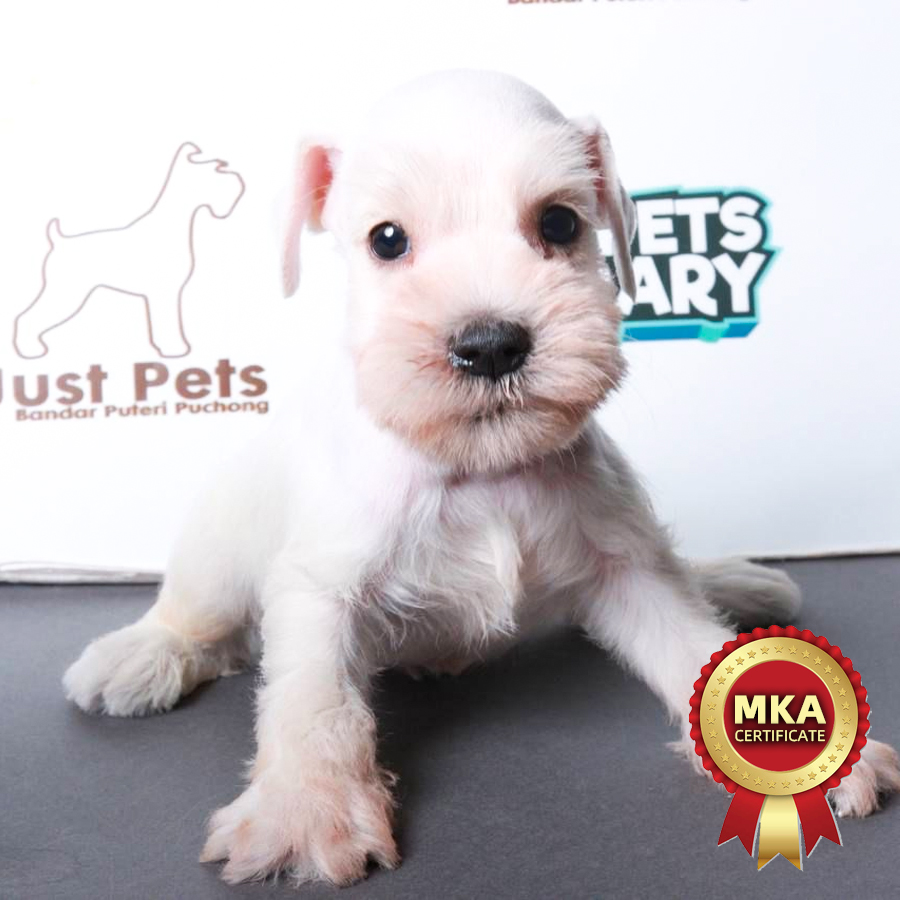 MKA Schnauzer Puppy (Male) For Sale