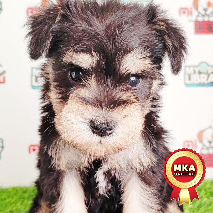 MKA Miniature Schnauzer Puppy (Female) For Sale