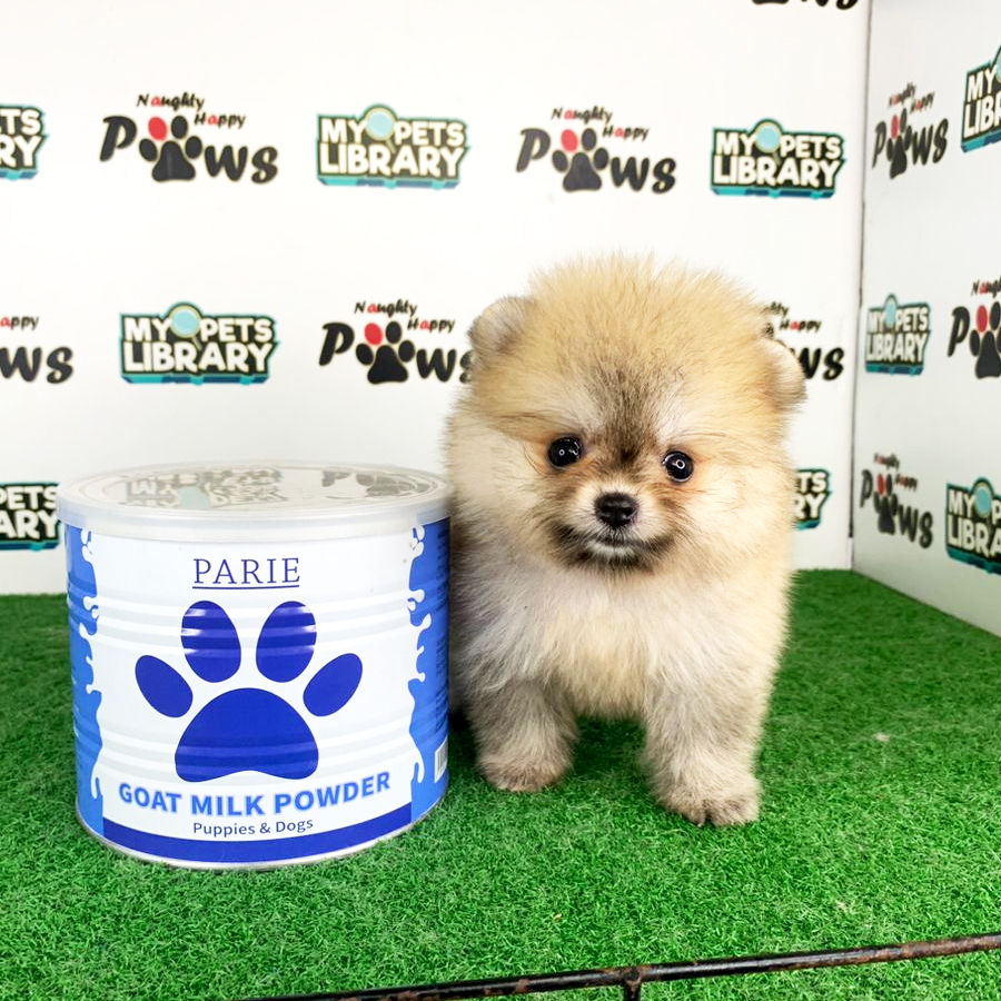 Pomeranian Puppy (Female) For Sale