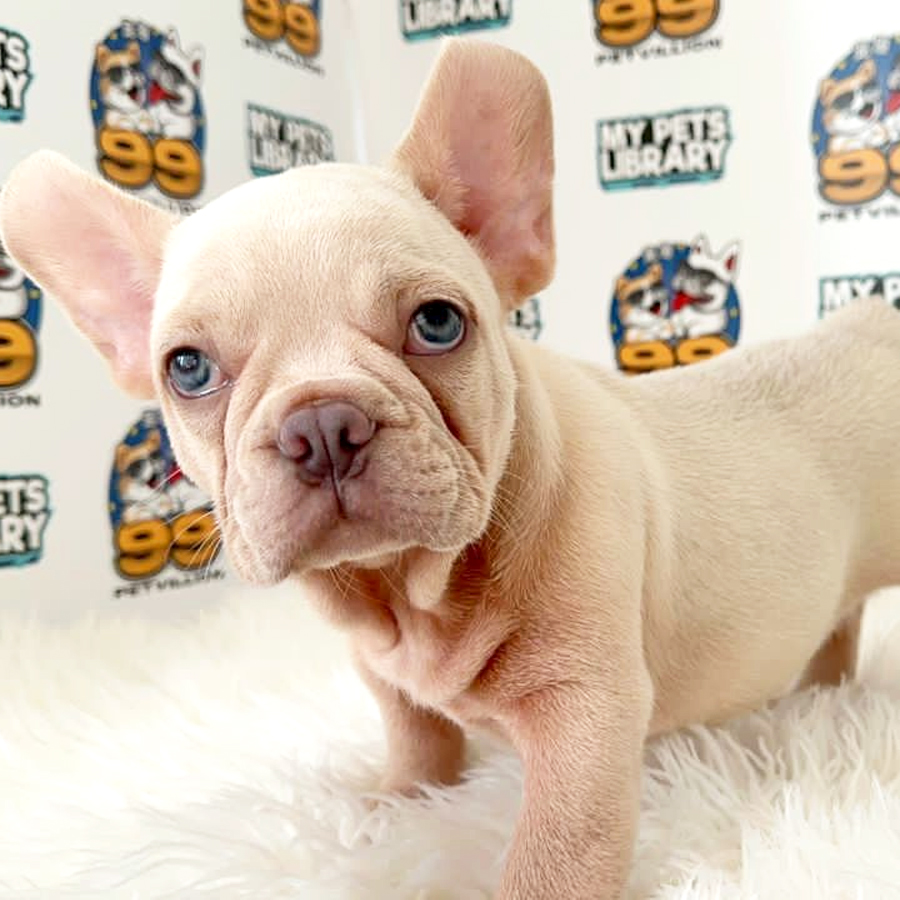 French Bulldog Puppy (Male) For Sale