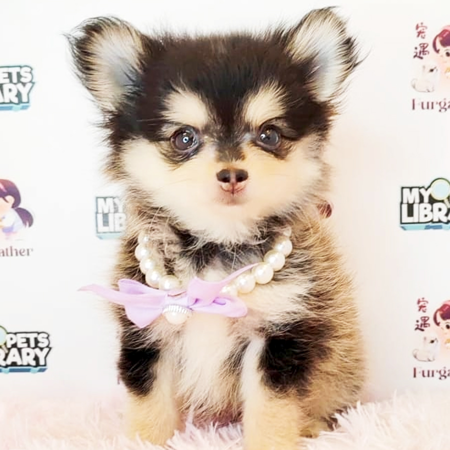Long Coat Chihuahua Puppy (Male) For Sale