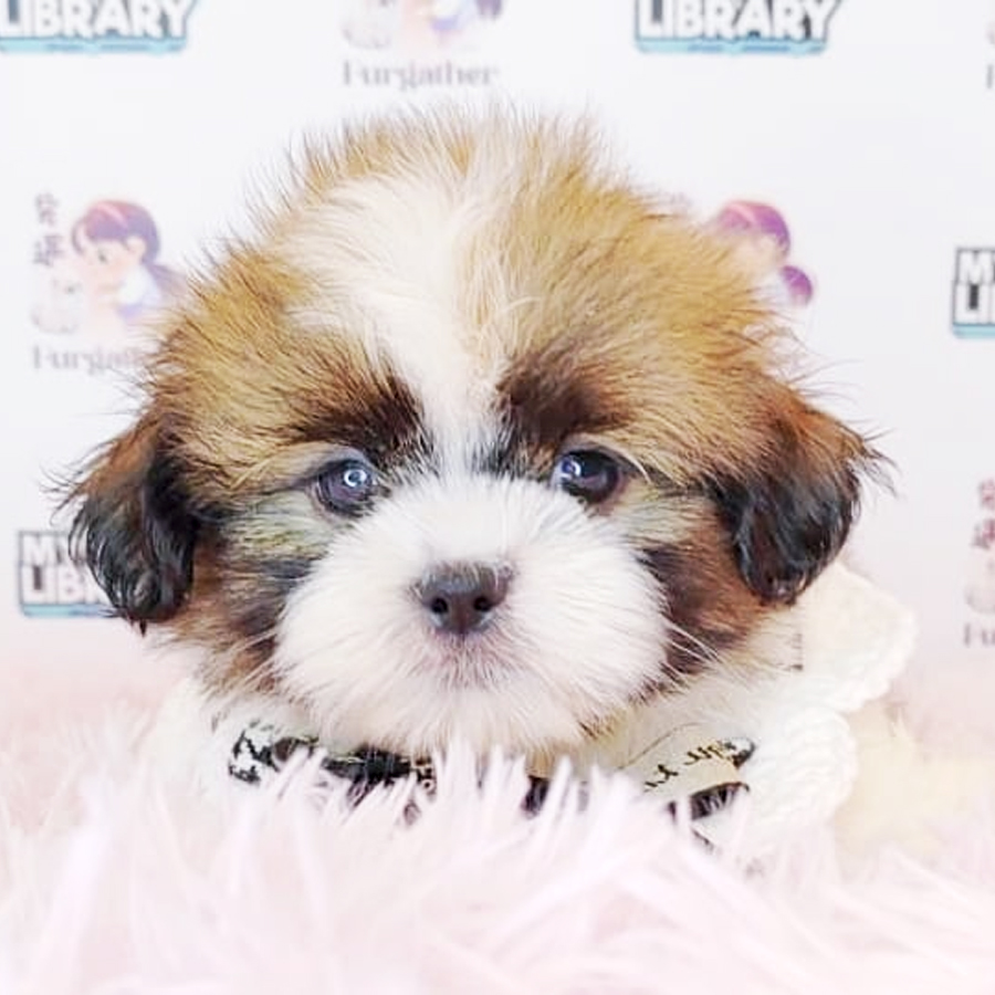 Shih Tzu Puppy (Female) For Sale