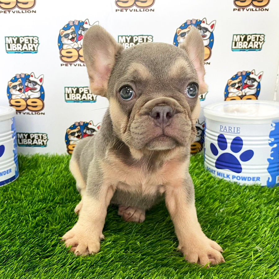 French Bulldog Puppy (Female) For Sale