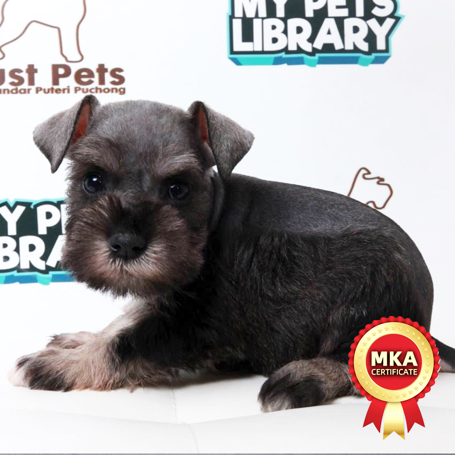 MKA Schnauzer Puppy (Female) For Sale