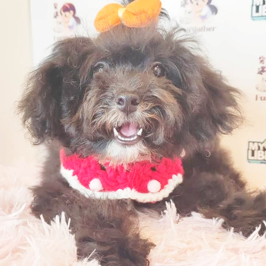 Toy Poodle Puppy (Male) For Sale