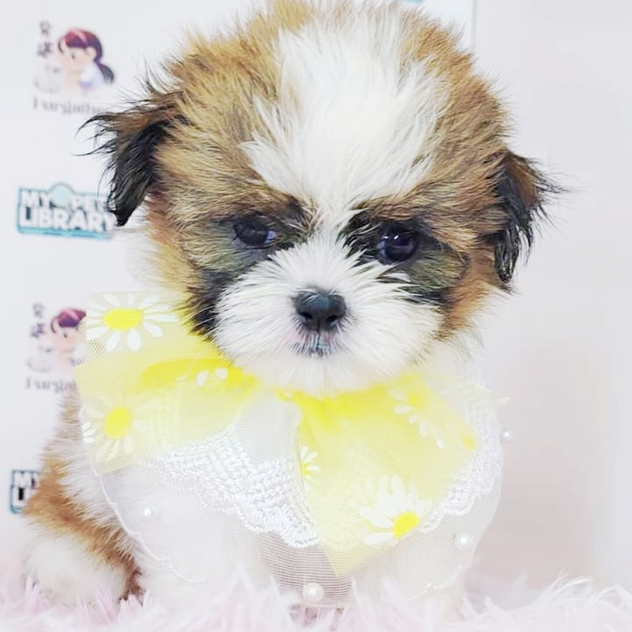 Shih Tzu Puppy (Female) For Sale