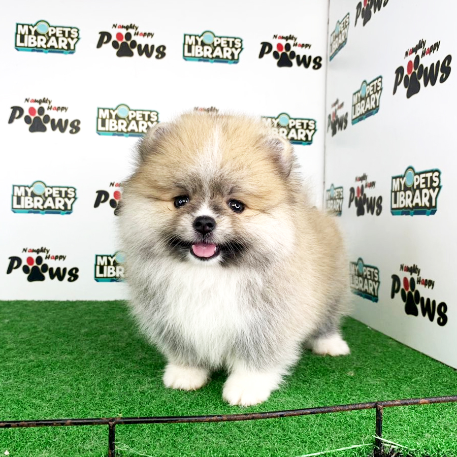 Pomeranian Puppy (Female) For Sale