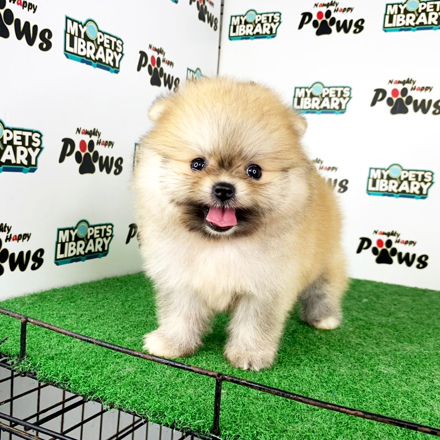 Pomeranian Puppy (Male) For Sale