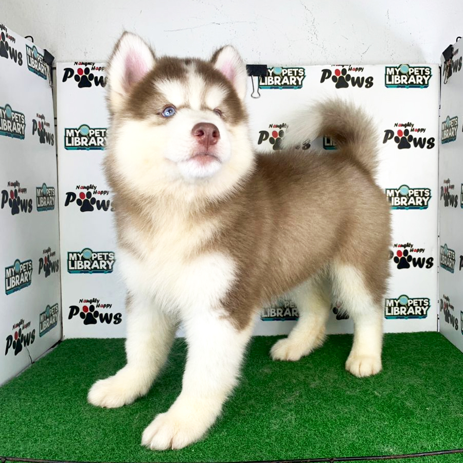 Wooly Husky Puppy (Male) For Sale