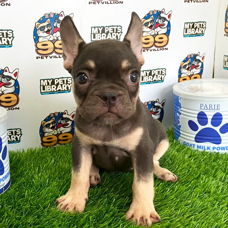 French Bulldog Puppy (Female) For Sale