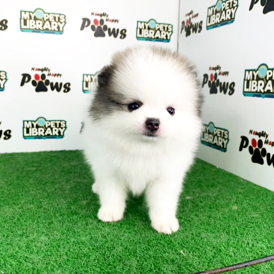 Pomeranian Puppy (Female) For Sale