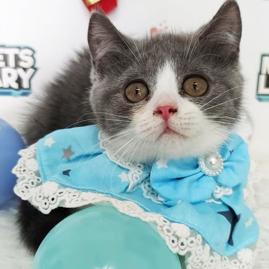 British Shorthair Kitten (Female) For Sale