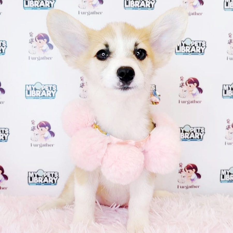Welsh Corgi Puppy (Female) For Sale
