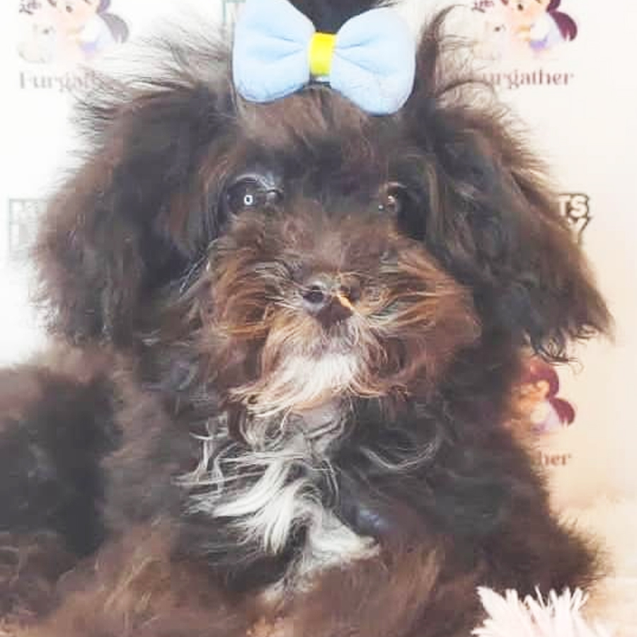 Toy Poodle Puppy (Female) For Sale