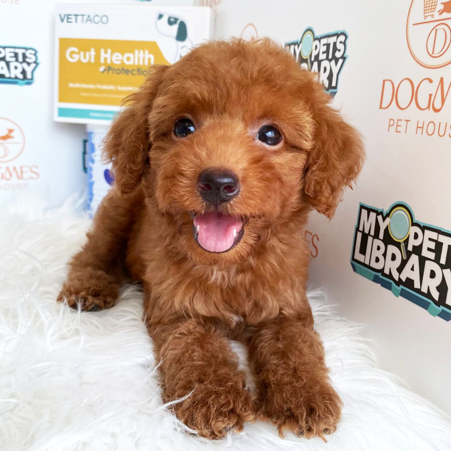 Toy Poodle Puppy (Female) For Sale