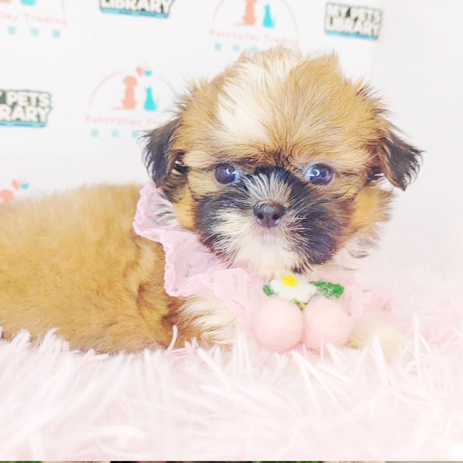 Shih Tzu Puppy (Female) For Sale