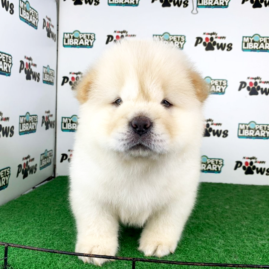 Chow Chow Puppy (Male) For Sale