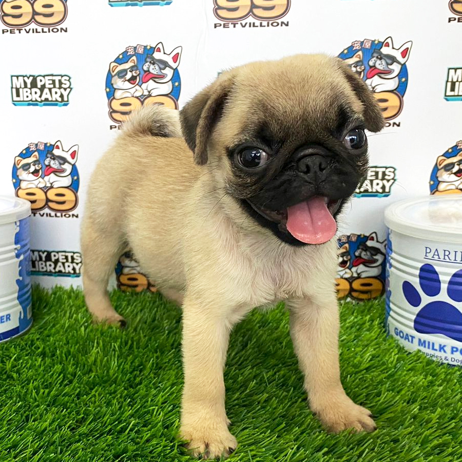 Pug Puppy (Female) For Sale