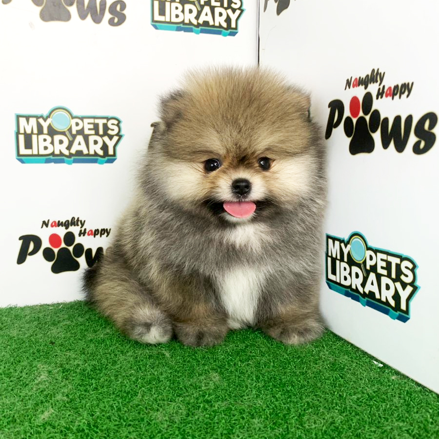 Pomeranian Puppy (Male) For Sale