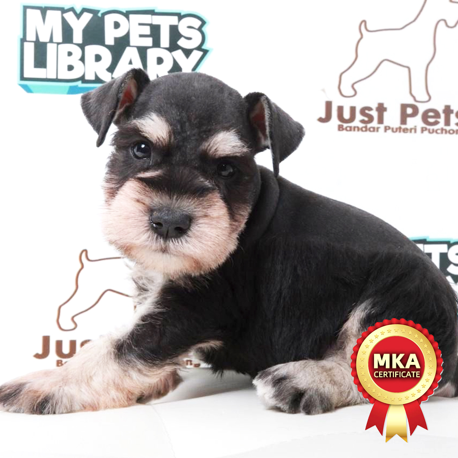 MKA Schnauzer Puppy (Male) For Sale