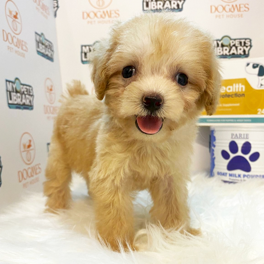 Toy Poodle Puppy (Female) For Sale