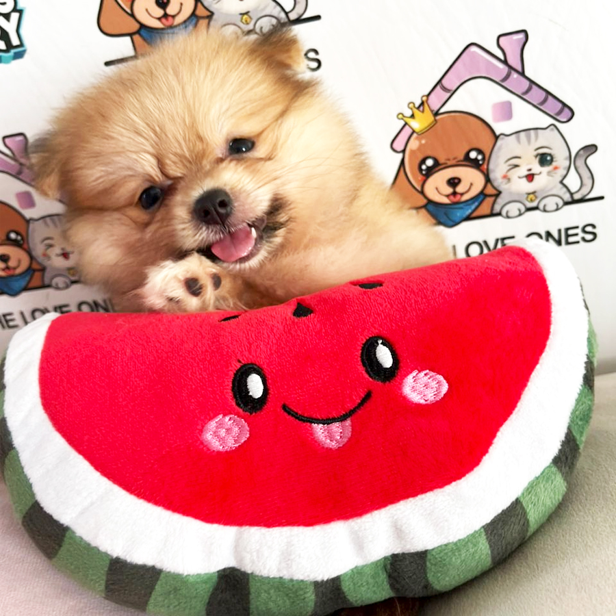 Tiny Pomeranian Puppy (Female) For Sale