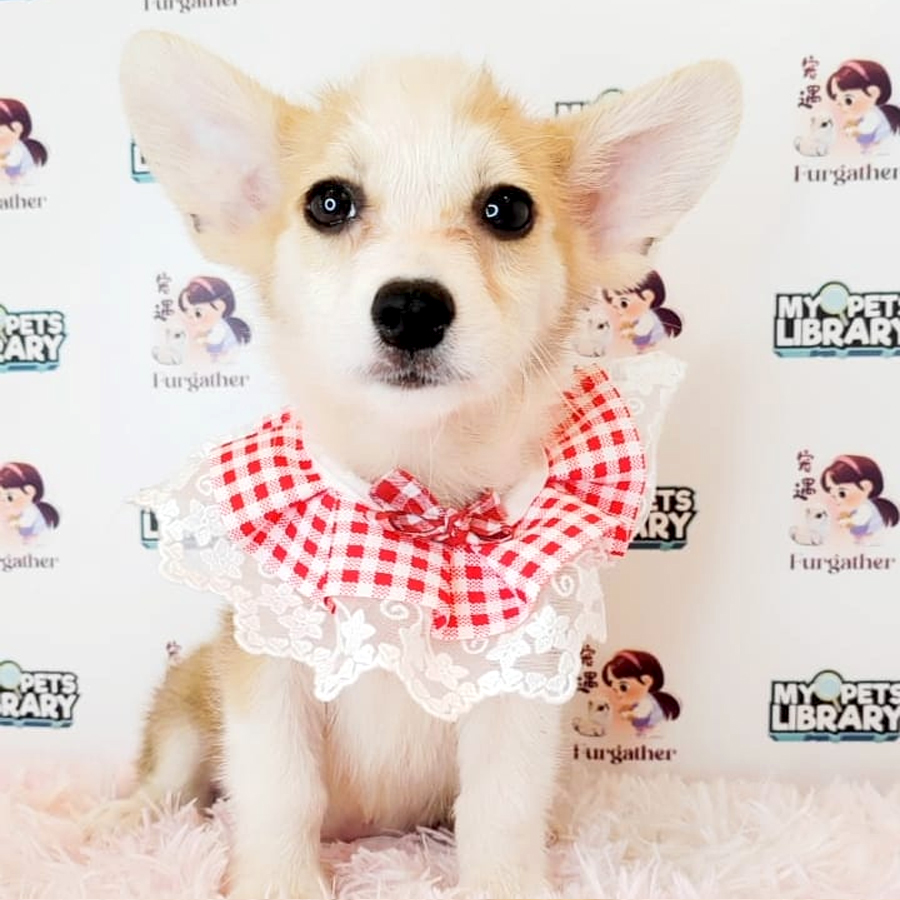 Welsh Corgi Puppy (Male) For Sale