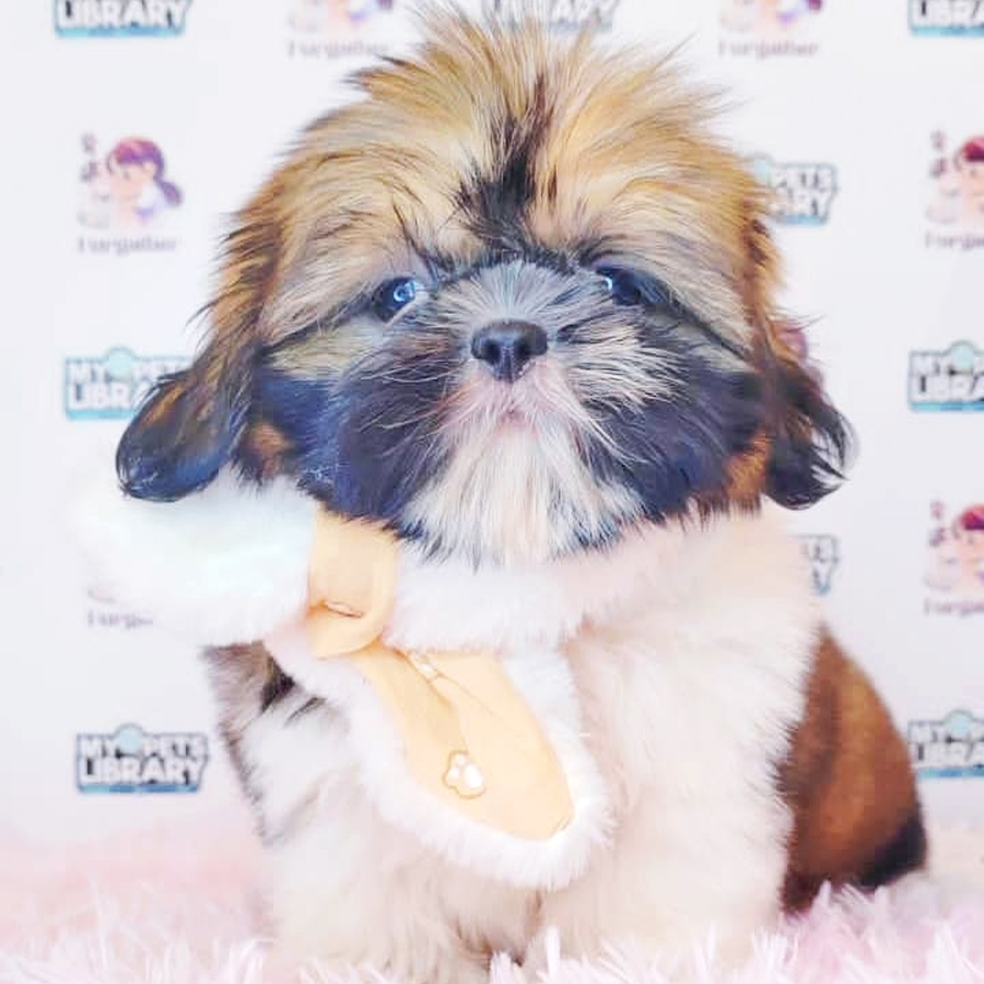 Shih Tzu Puppy (Female) For Sale
