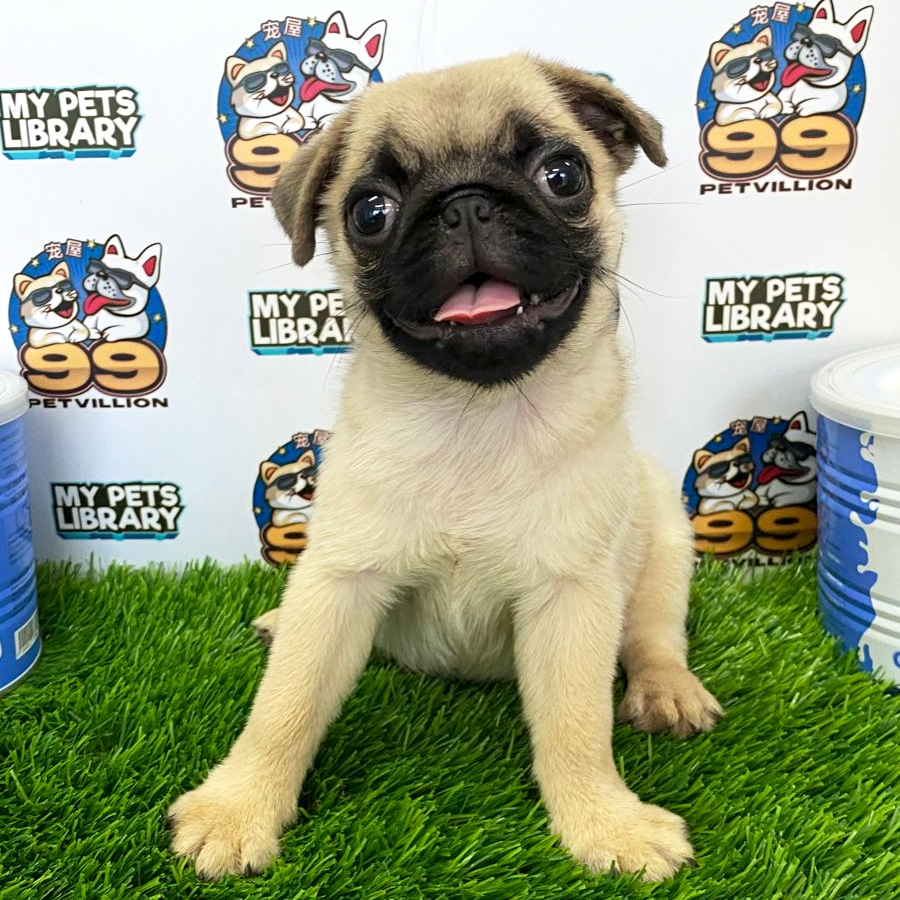 Pug Puppy (Female) For Sale