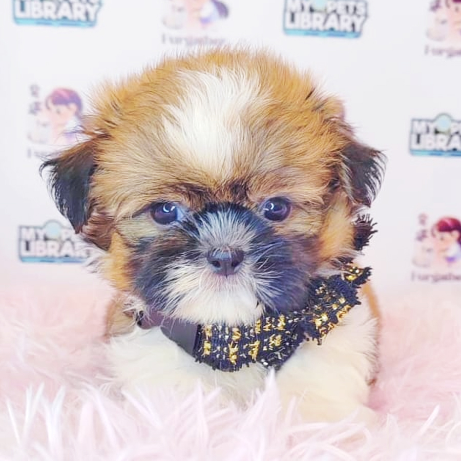 Shih Tzu Puppy (Male) For Sale