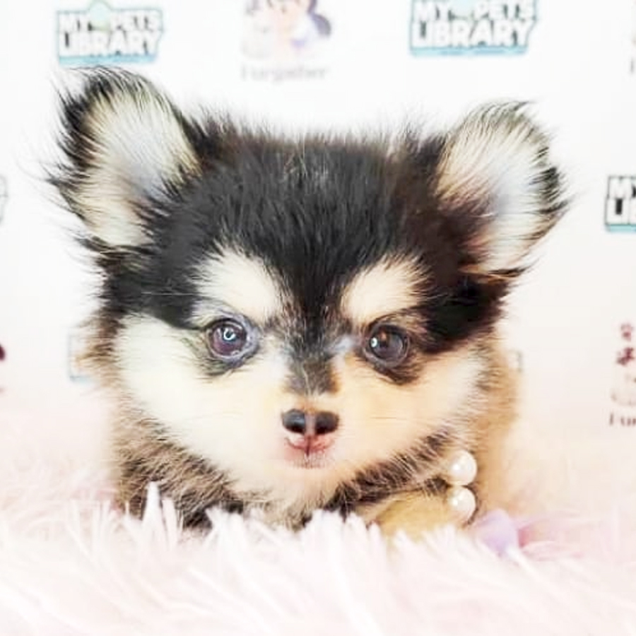 Long Coat Chihuahua Puppy (Female) For Sale