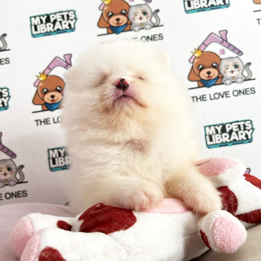Tiny Pomeranian Puppy (Male) For Sale