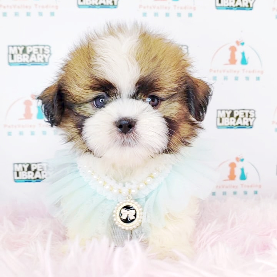 Shih Tzu Puppy (Male) For Sale