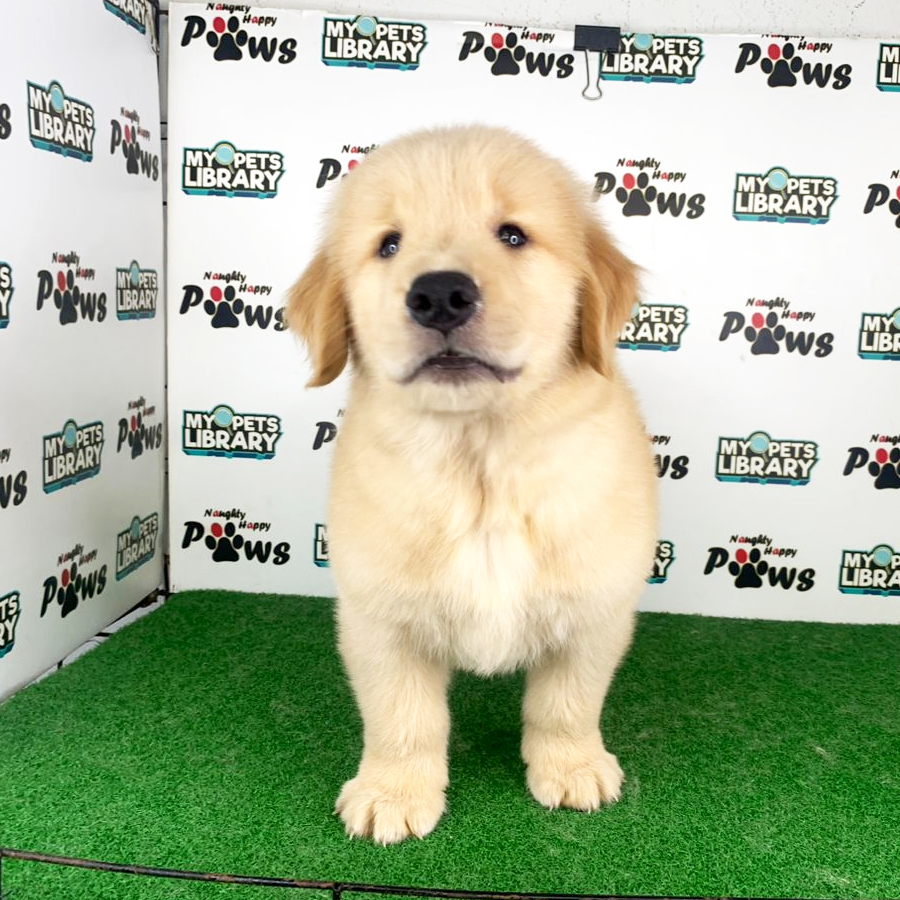 Golden Retriever Puppy (Male) For Sale