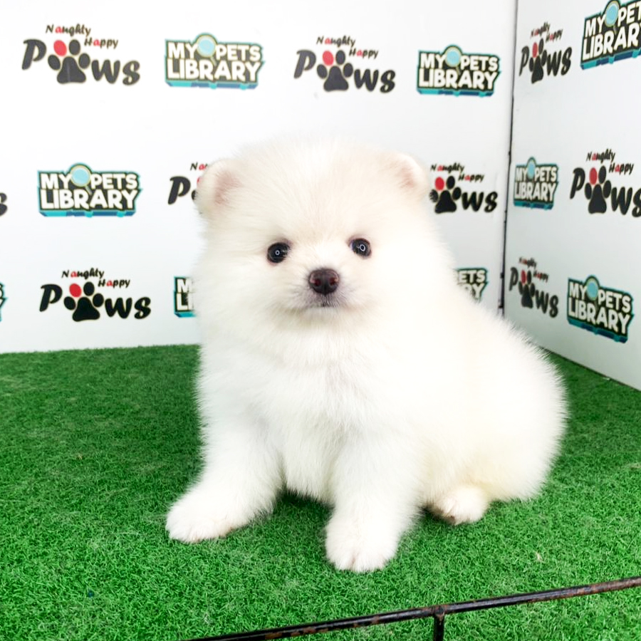 Pomeranian Puppy (Female) For Sale
