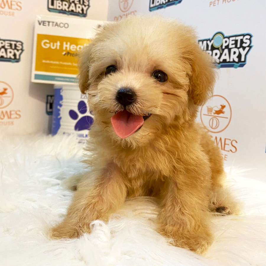 Toy Poodle Puppy (Female) For Sale