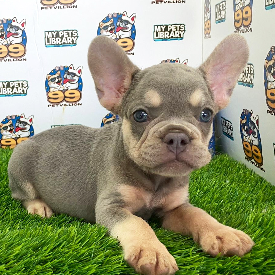 French Bulldog Puppy (Male) For Sale