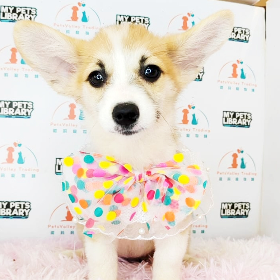 Welsh Corgi Puppy (Female) For Sale