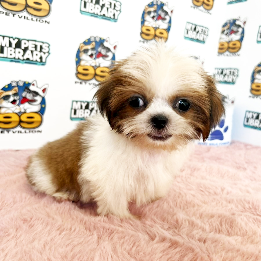 Shih Tzu Puppy (Male) For Sale
