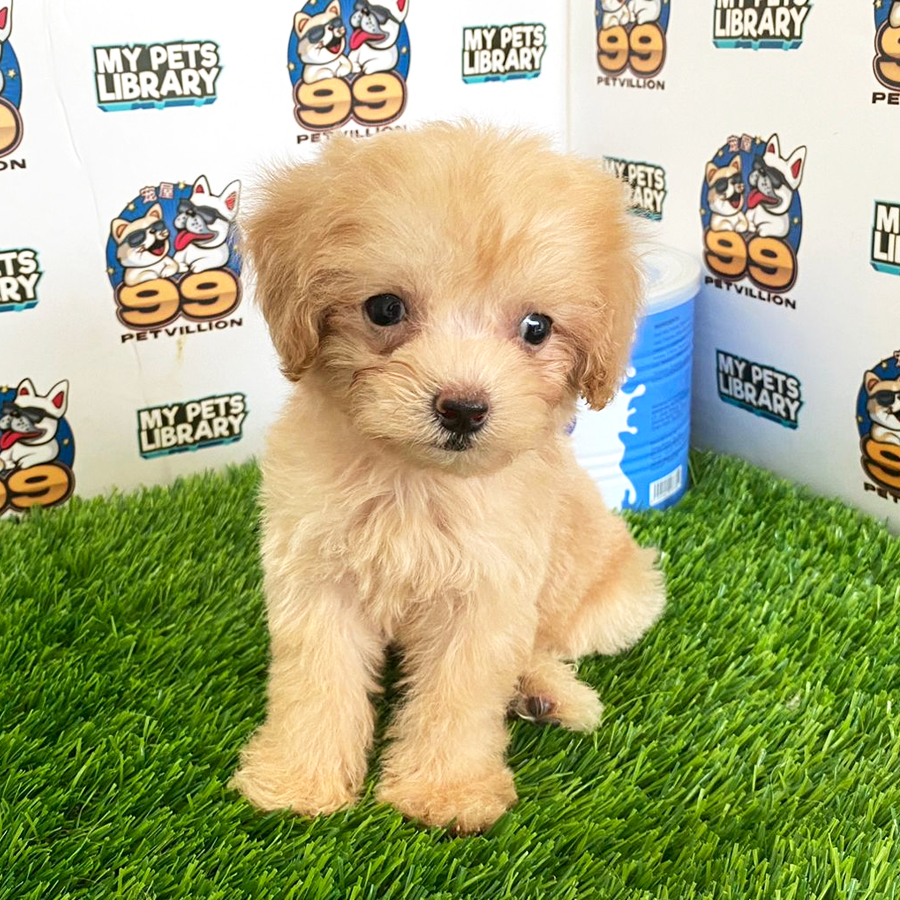 Toy Poodle Puppy (Female) For Sale