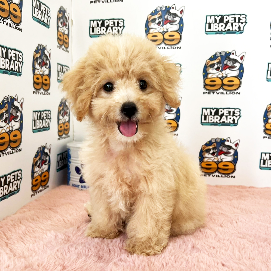 Toy Poodle Puppy (Male) For Sale