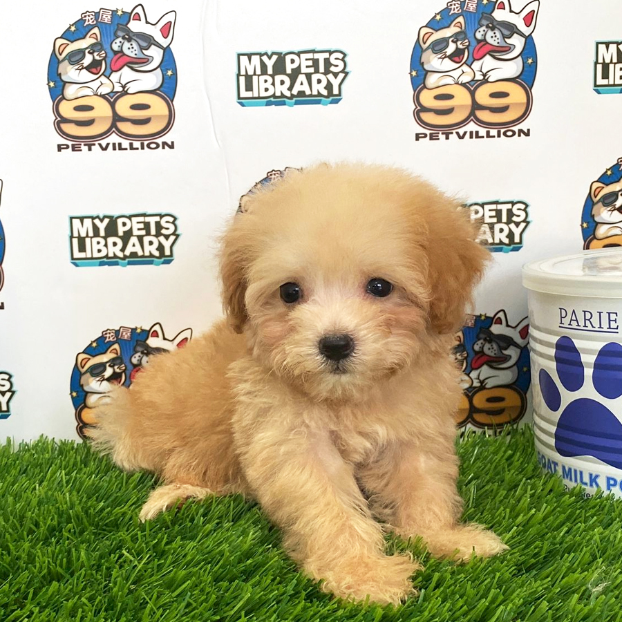 Toy Poodle Puppy (Female) For Sale