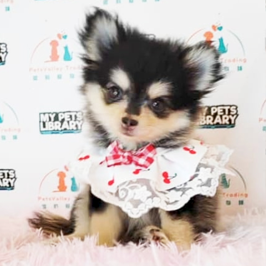Long Coat Chihuahua Puppy (Male) For Sale