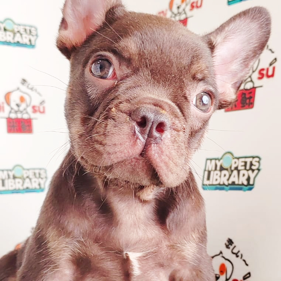 French Bulldog Puppy (Male) For Sale