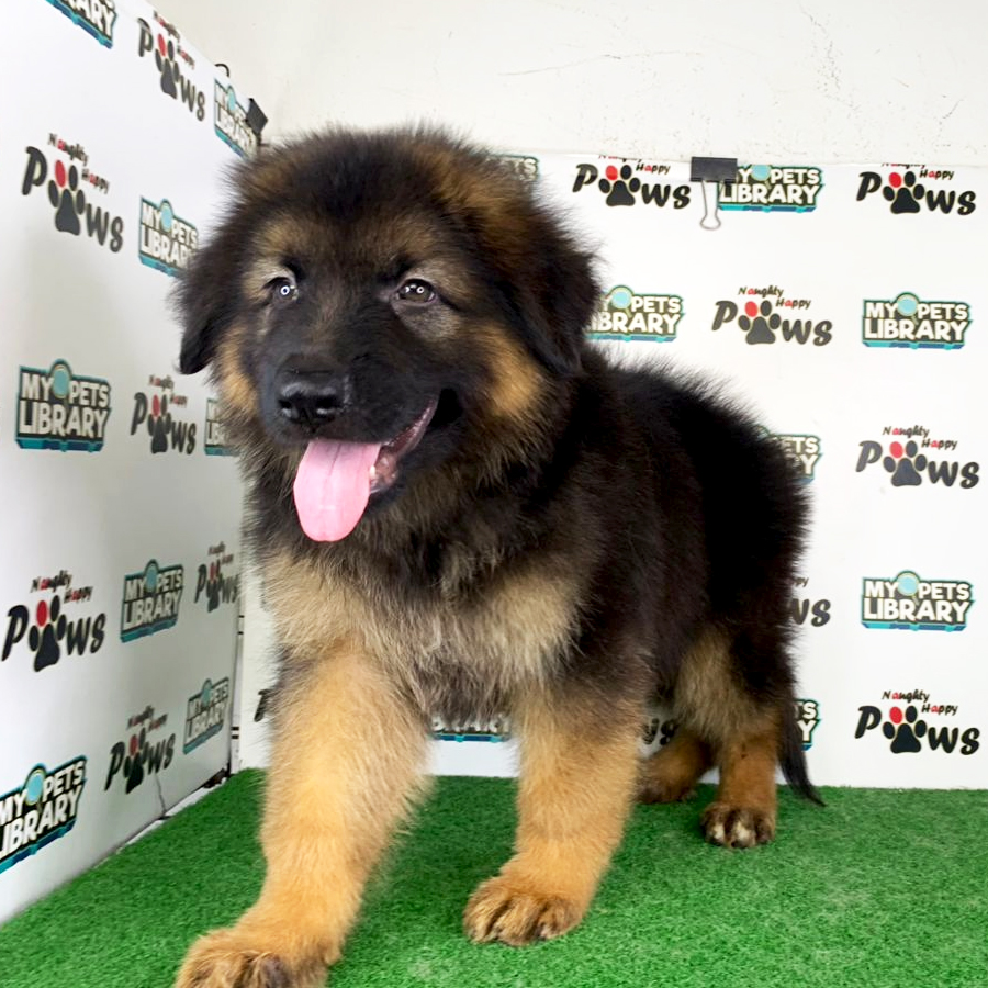 German Shepherd Puppy (Male) For Sale