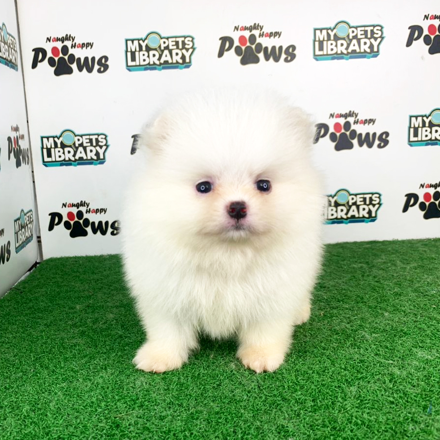 Pomeranian Puppy (Male) For Sale