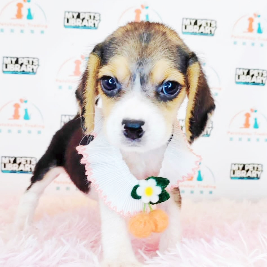 Beagle Puppy (Female) For Sale
