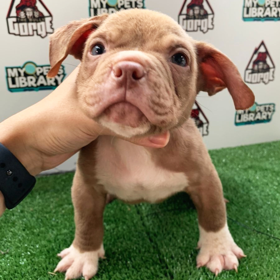 American Bully Puppy (Male) For Sale