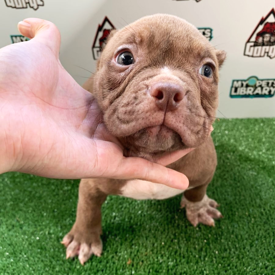 American Bully Puppy (Female) For Sale