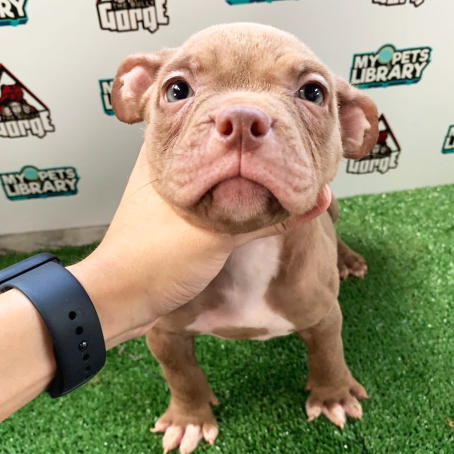 American Bully Puppy (Female) For Sale